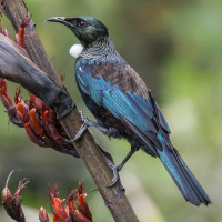 Tui